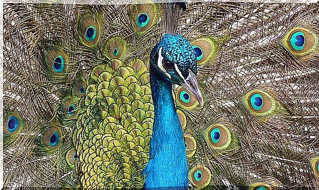 Peacock