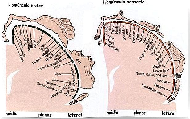 Penfield homunculi