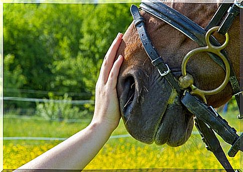 Hand with horse