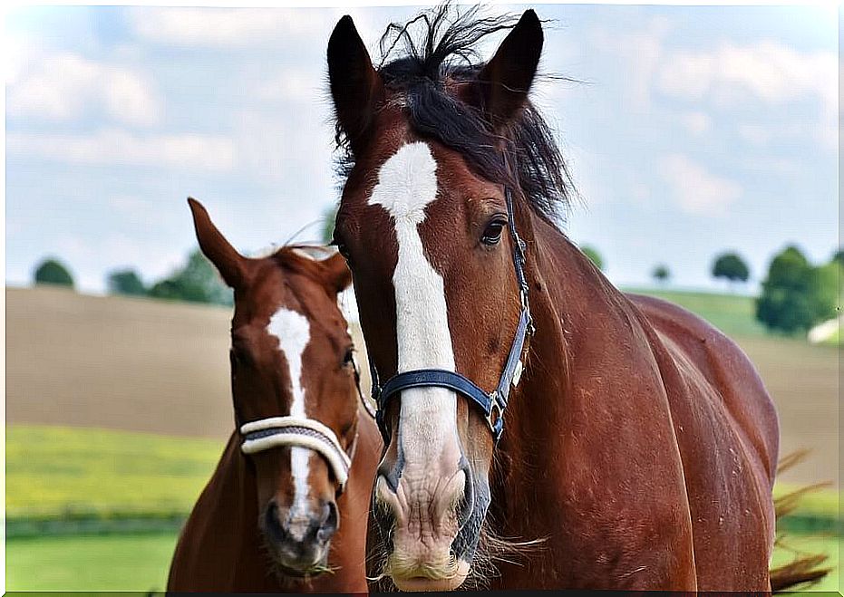 Brown horses