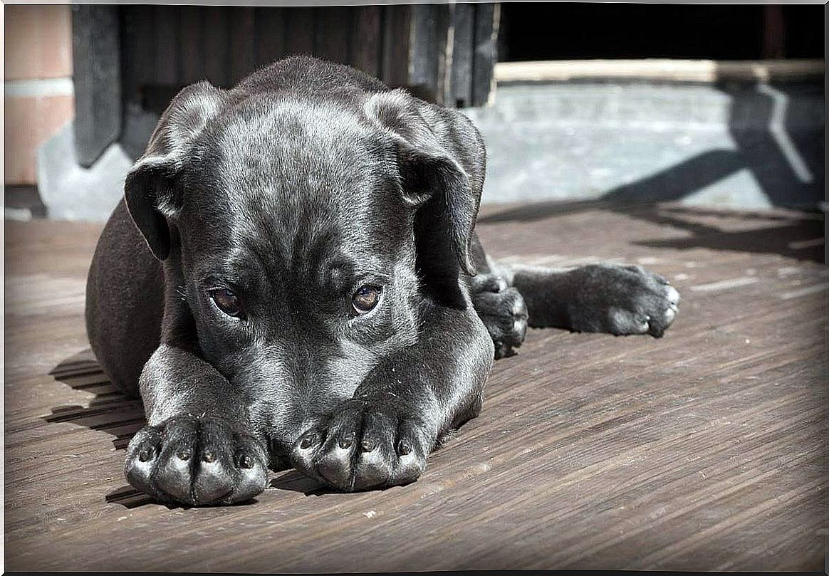 Dog representing the question of whether animals can suffer from mental illness