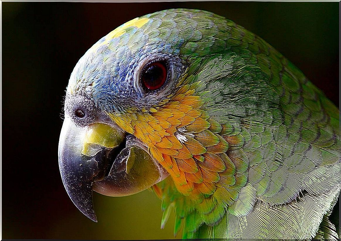 Parrot representing the question of whether animals can suffer from mental illness