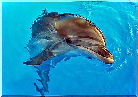 Dolphin therapy: benefits and controversy