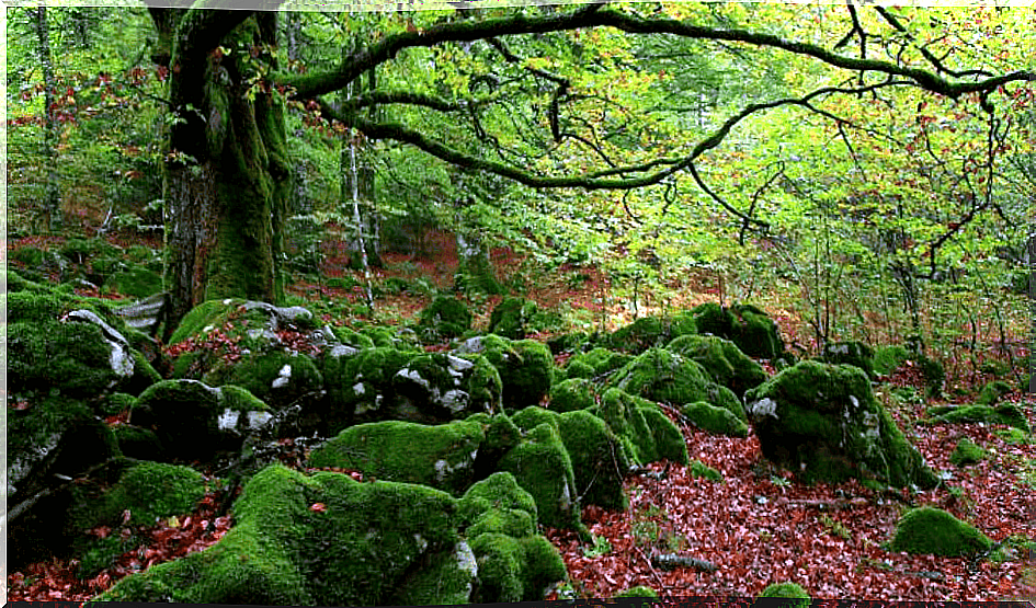 Forest baths, antidote to stress