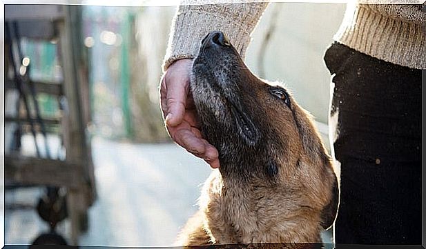 hand stroking dog representing kinesthetic communication