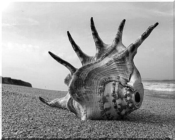 Conch shell on the beach