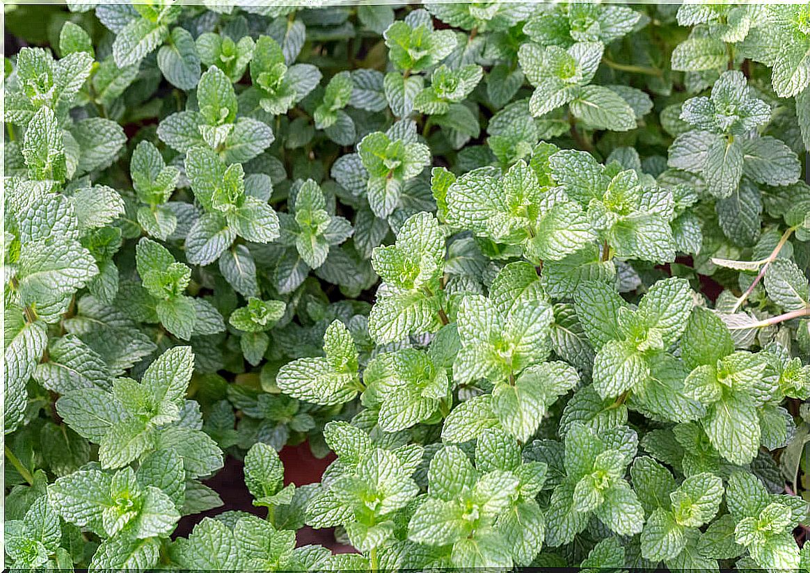 Pennyroyal plant