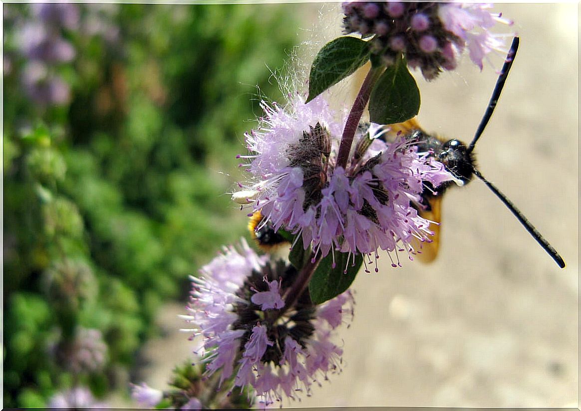 Pennyroyal plant mint