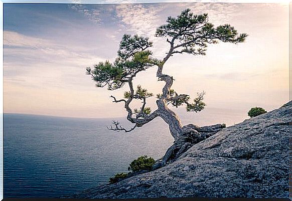 Tree near the sea