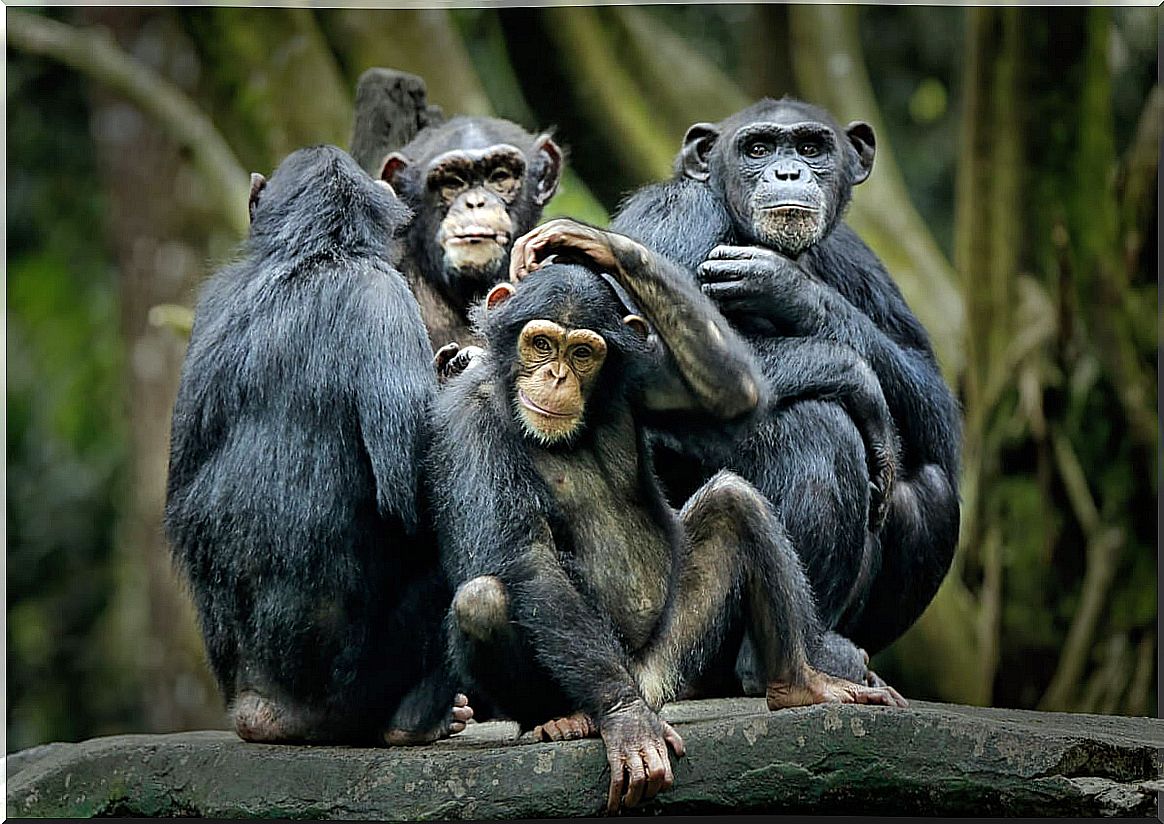 Chimpanzees as smarter animals