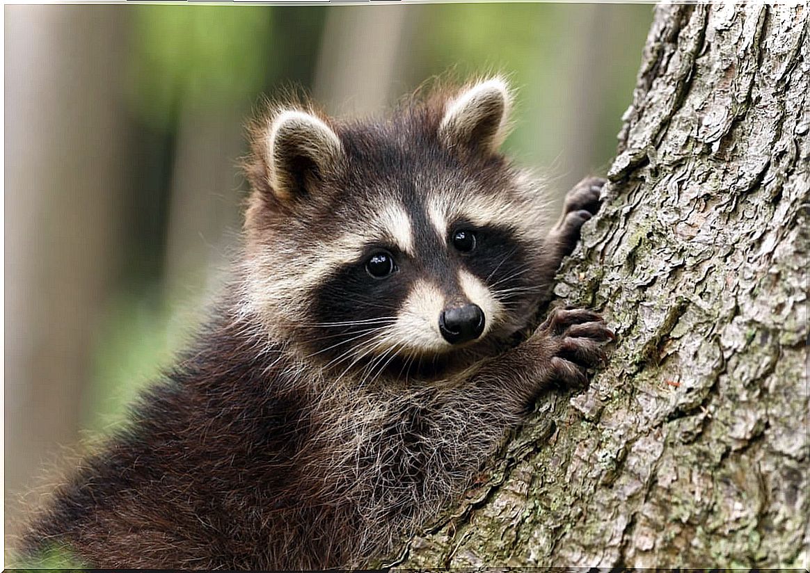 Raccoon