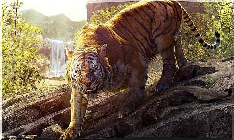 Tiger in the jungle