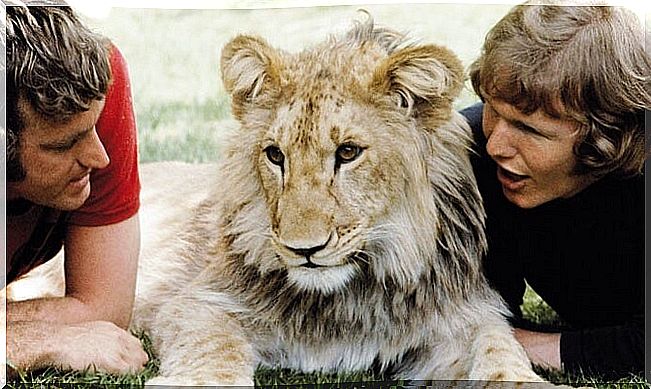 The heartwarming story of Christian the lion