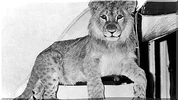 Christian lion