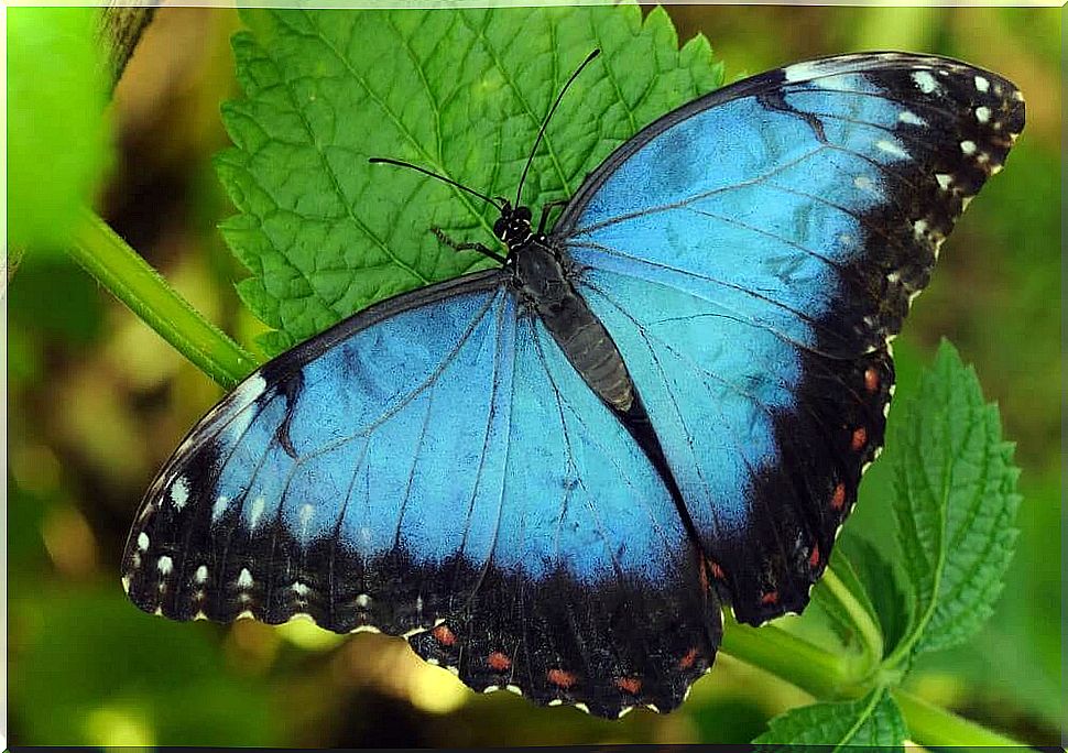 The legend of the blue butterfly